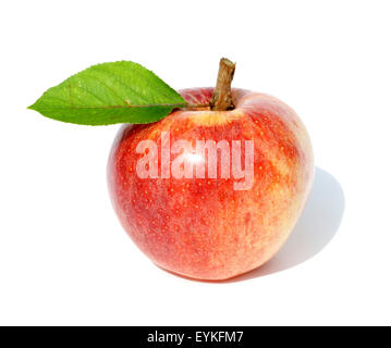 Gala, Apfel, Malus domestica, Stock Photo