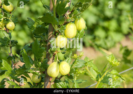 Stachelbeere; Ribes; uva-crispa; Strauch; Stock Photo