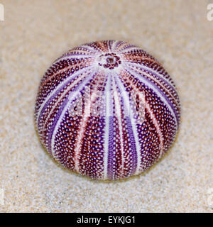 Colorful shell of Sea Urchin or Urchin is round and spiny with purple and red on sand Stock Photo