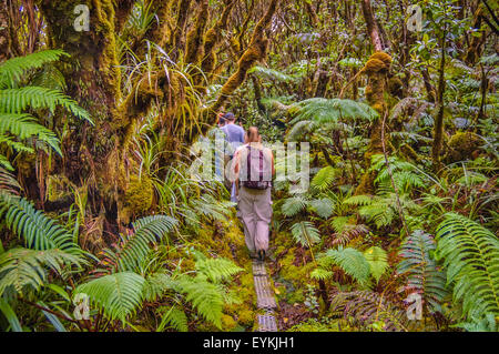 Hikers on boardwalk trail through rainforest at Kamakou Preserve, Molokai, Hawaii (a Nature Conservancy preserve). Stock Photo