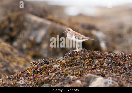 A Common Sandpiper, Actitis hypoleucos, watching me. Stock Photo