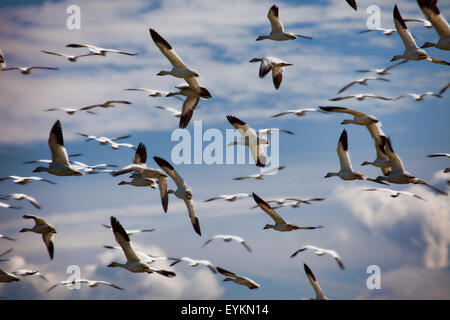 Snow geese in flight over their wintering grounds. Stock Photo