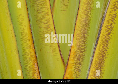 Travelers Palm at Velas Vallarta Hotel, Puerto Vallarta, Jalisco, Mexico. Stock Photo