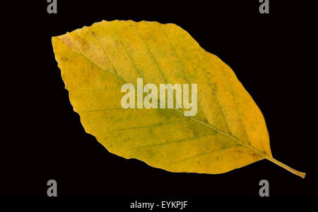 Buchenblatt, Buchenblaetter, gelbes, Faerbung, Rotbuche, Fagus, sylvatica, Buche, Stock Photo