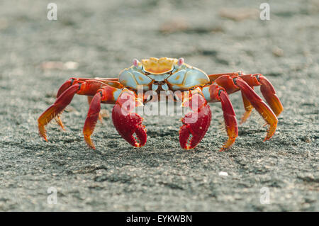 Grapsus grapsus, Sally Lightfoot Crab, Fernandina Island, Galapagos Islands, Ecuador Stock Photo