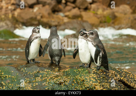 Spheniscus mendiculus, Galapagos Penguins, Isabela Island, Galapagos Islands, Ecuador Stock Photo