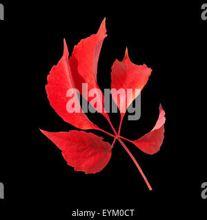 Wilder Wein, Parthenocissus quinquefolia, im herbst,