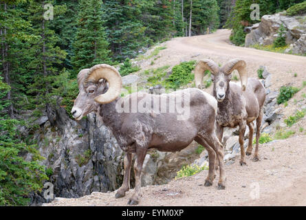 Two Bighorn Sheep Ovis canadensis rams standing on edge of road in Rocky Mountain National Park Colorado USA Stock Photo