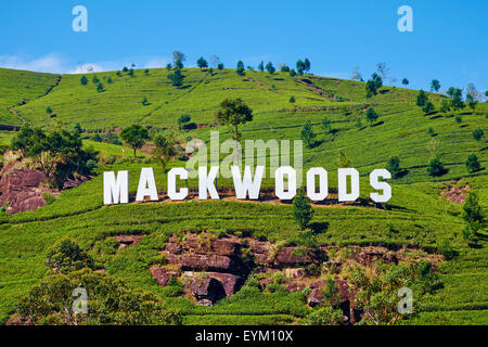 Sri Lanka, Ceylon, Central Province, Nuwara Eliya, tea plantation in the Highlands, Tea Estate Mackwoods Stock Photo