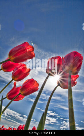 Red tulips against blue sky with the sun creating a star effect. Stock Photo