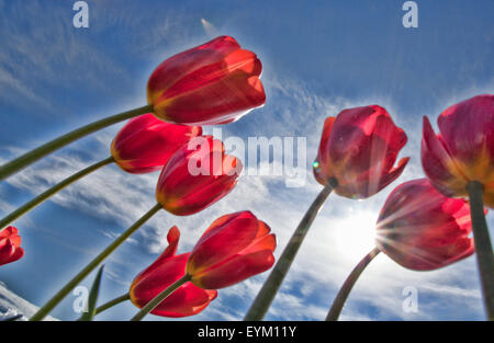 Red tulips against blue sky with the sun creating a star effect. Stock Photo