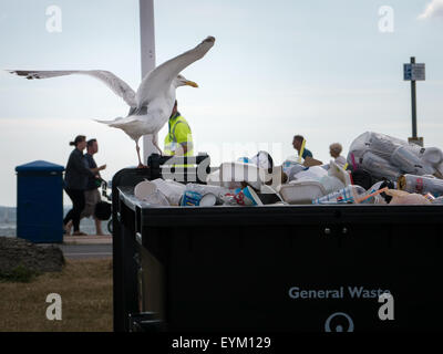 A Seagull scavenging for food from a rubbish dumpster Stock Photo