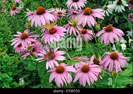 Magenta sun hat at summery cottage garden, Stock Photo