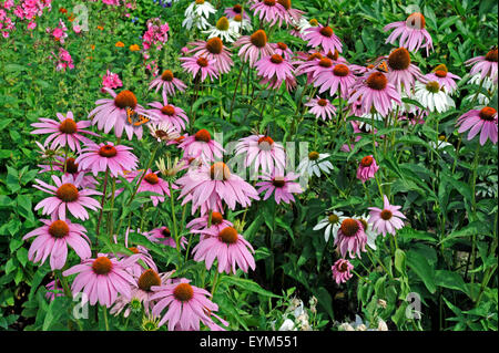 Magenta sun hat at summery cottage garden, Stock Photo