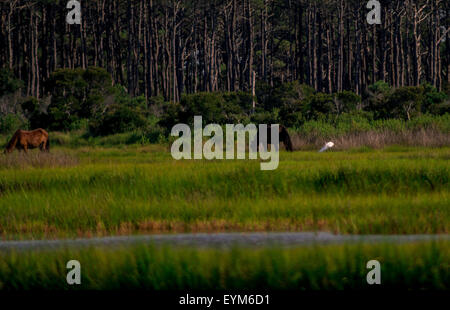 Wild Horses grazing in a salt marsh on Assateague Island National Seashore Stock Photo