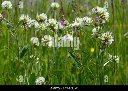 Mountain clover, blossoming, Trifolium montanum, Stock Photo