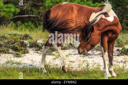 Wild horse whipping her tail, while grazing on assateague Island Stock Photo