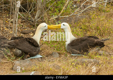 Phoebastria irrorata, Pair of Waved Albatrosses, Espanola Island, Galapagos Islands, Ecuador Stock Photo