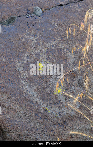 Petroglyphs, Abert Rim Wilderness Study Area, Lakeview District Bureau of Land Management, Oregon Stock Photo