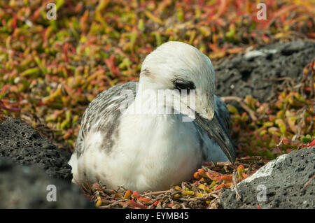 Creagrus furcatus, Young Swallow-tailed Gull, South Plaza Island, Galapagos Islands, Ecuador Stock Photo