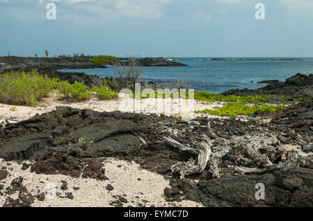 Moreno Point, Isabela Island, Galapagos Islands, Ecuador Stock Photo