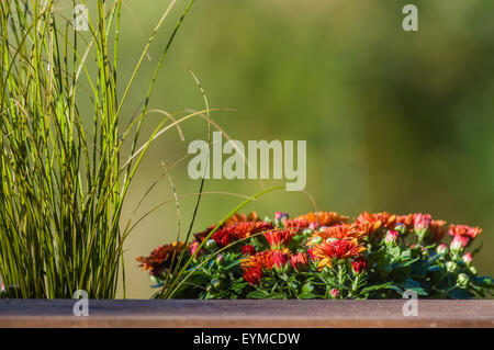 Planter with orange blooming chrysanthemum flowers Stock Photo