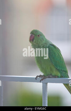 Wimbledon London,UK. 1st August 2015. A Green ring necked parakeet bird perched on balcony railings. A new study has found  the Parakeet population  is spreading across south east England and beyond and is  having a significant impact on the foraging habits of native birds pushing out the country’s other wildlife and threatening their numbers Credit:  amer ghazzal/Alamy Live News