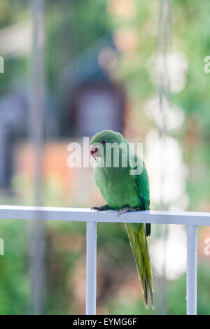 Wimbledon London,UK. 1st August 2015. A Green ring necked parakeet bird perched on balcony railings. A new study has found  the Parakeet population  is spreading across south east England and beyond and is  having a significant impact on the foraging habits of native birds pushing out the  United Kingdom's  other wildlife and threatening their numbers Credit:  amer ghazzal/Alamy Live News