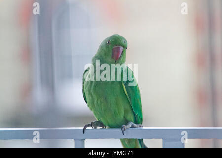 Wimbledon London,UK. 1st August 2015. A Green ring necked parakeet bird perched on  balcony railings. A new study has found  the Parakeet population  is spreading across south east England and beyond and is  having a significant impact on the foraging habits of native birds pushing out the United Kingdom's other wildlife and threatening their numbers Credit:  amer ghazzal/Alamy Live News Stock Photo