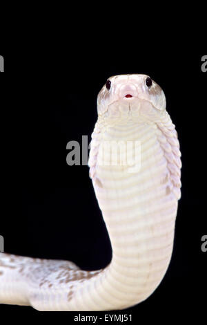 Javan spitting cobra (Naja sputatrix) Stock Photo