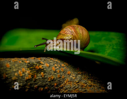 Great closeup of dark colored snail sitting on green plant surface Stock Photo