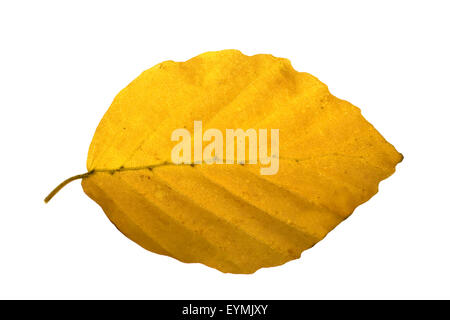 Buchenblatt, Faerbung, Fagus, sylvatica, Herbstfaerbung, Stock Photo