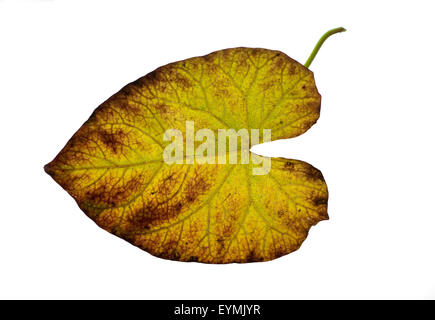 Zaunwinde, Convolvulus, Herbstfaerbung, Stock Photo