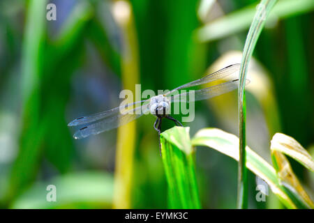 Dragonfly close up flying over the water, a kind of Libellula depressa. Focus on the head. Stock Photo