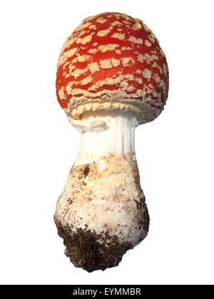 Fliegenpilz, Amanita, muscaria, var, Muscaria, giftiger, Giftpilz, Stock Photo