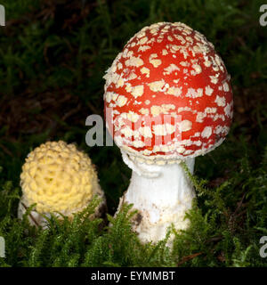 Fliegenpilz, Amanita, muscaria, var, Muscaria, giftiger, Giftpilz, Stock Photo