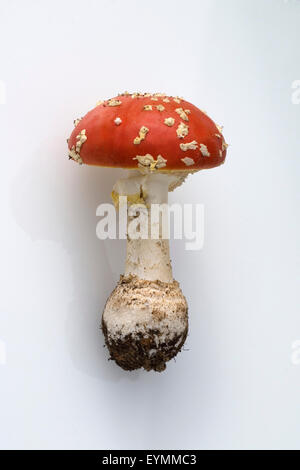 Fliegenpilz, Amanita, muscaria, var, Muscaria, giftiger, Pilz, Waldpflanze, Stock Photo