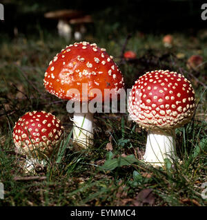 Fliegenpilz, Amanita, muscaria, var, Muscaria, giftiger, Pilz, Waldpflanze, Stock Photo