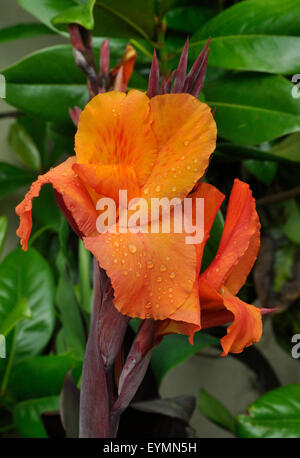 Canna lily orange beauty Stock Photo