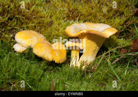 Pfifferlinge; Pfifferling; Eierschwamm; Cantharellus; cibarius; E Stock Photo