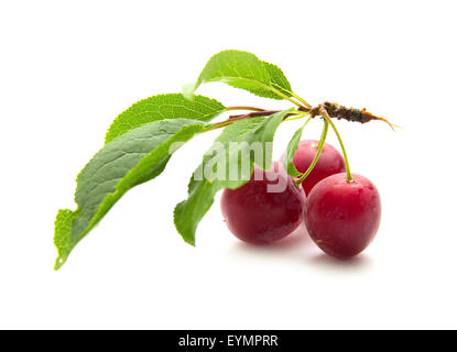 small round red wild plums isolated on white background Stock Photo