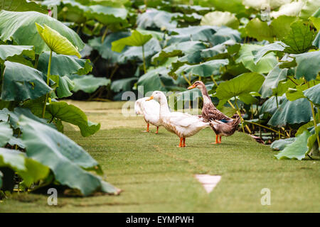 Bar garden near West lake in Hanoi, Vietnam on July 25, 2015 Stock Photo