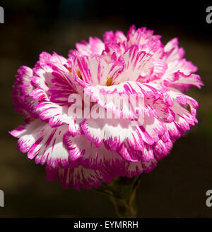 One big carnation flower of white and pink colours. Stock Photo