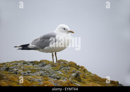 Common gull,  Larus canus, single bird on rock, Isle of Mull, July 2015 Stock Photo