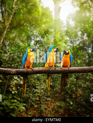 Exotic travel concept background - Blue-and-Yellow Macaw Ara ararauna, also known as the Blue-and-Gold Macaw on branch in tropic Stock Photo