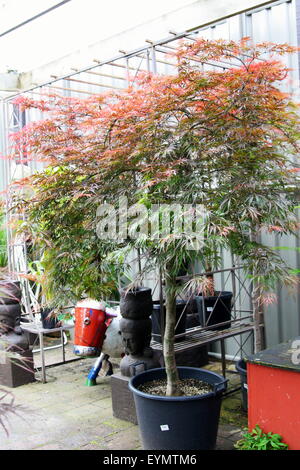 Acer Palmatum Aratama or also known as Japanese Maple growing in a pot Stock Photo