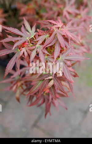 Acer Palmatum Aratama or also known as Japanese Maple Stock Photo