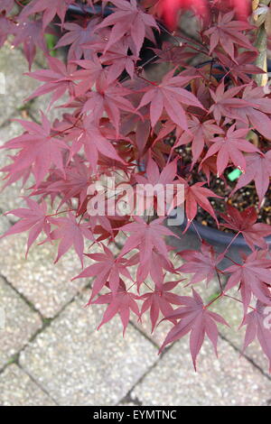 Acer Palmatum Aratama or also known as Japanese Maple Stock Photo