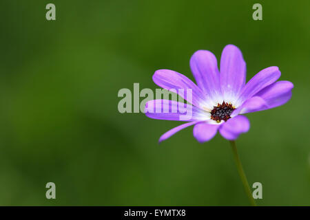 Purple Osteospermum African Daisy Stock Photo