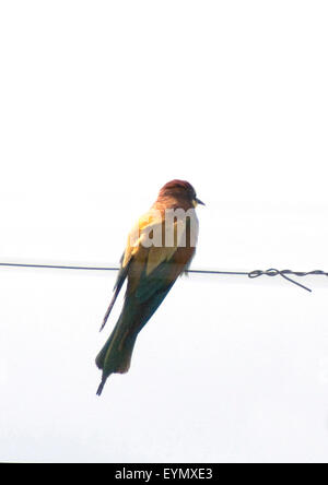 Bienenfresser, Merops apiaster, Stock Photo